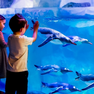 Family Entrance to SEA LIFE London Aquarium & Meal at Las Iguanas