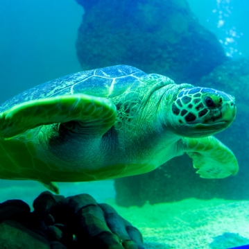 Family Entrance to SEA LIFE London Aquarium & Meal at Las Iguanas