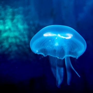 Family Entrance to SEA LIFE London Aquarium & Meal at Las Iguanas