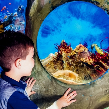 Family Entrance to SEA LIFE London Aquarium & Meal at Las Iguanas