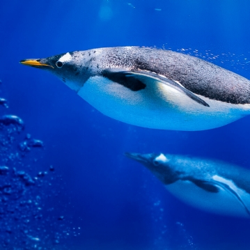 Family Entrance to SEA LIFE London Aquarium & Meal at Las Iguanas