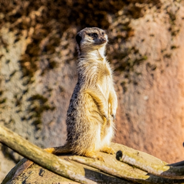 Meerkat Encounter for Two at Ark Wildlife Park