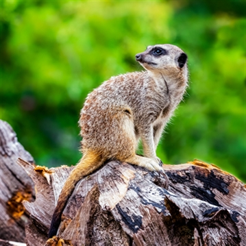 Meerkat Encounter for Two at Ark Wildlife Park