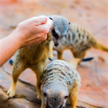 Meerkat Encounter for Two at Ark Wildlife Park