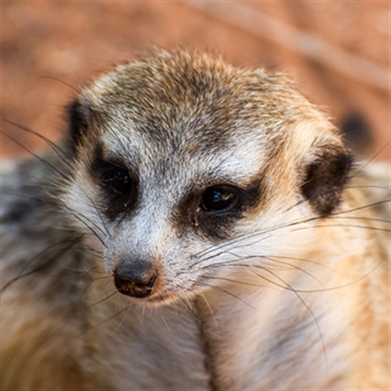 Meerkat Encounter for Two at Ark Wildlife Park