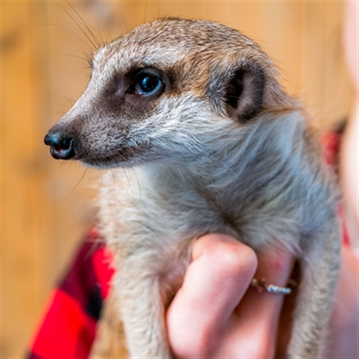 Meerkat Encounter for Two at Ark Wildlife Park