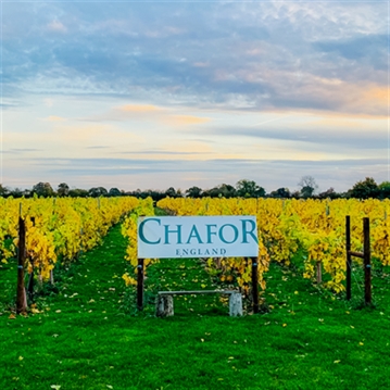 Vineyard Tour and Tasting at Chafor Wine Estate
