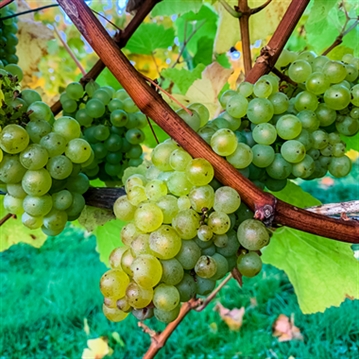 Vineyard Tour and Tasting at Chafor Wine Estate