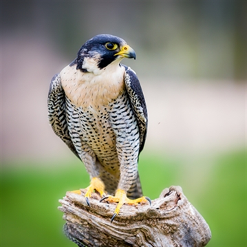 Half Day Introduction to Falconry