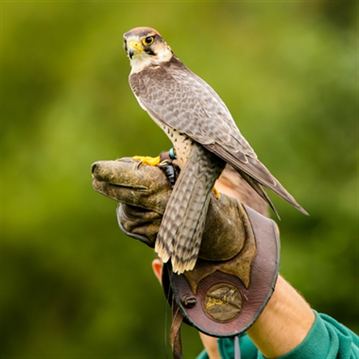 Falconry Taster Experience