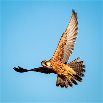 Falconry Taster Experience