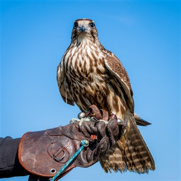 Falconry Taster Experience