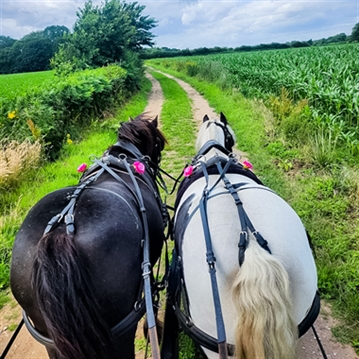 Horse Drawn Carriage Ride with Cream Tea for Four
