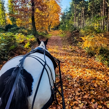 Horse Drawn Carriage Ride with Cream Tea for Four