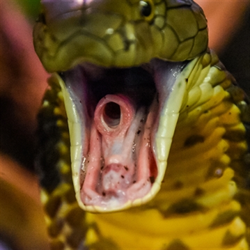 Venomous Snake Show