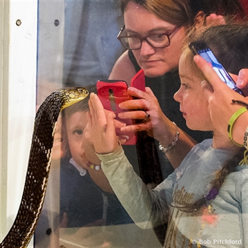 Venomous Snake Show