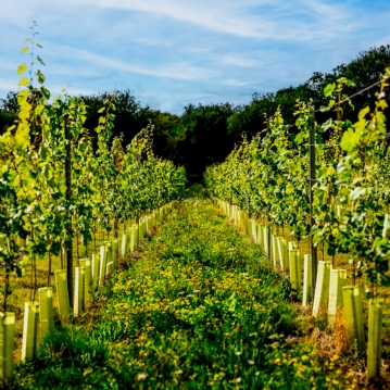 Tour & Pizza for Two at Wildshark Vineyard