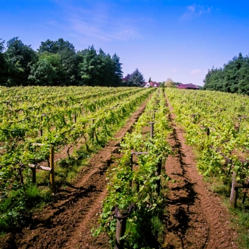 Winery and Brewery Tour with Tasting for Two