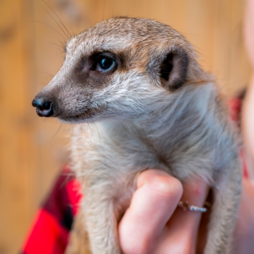 Meerkat Encounter Experience for Two