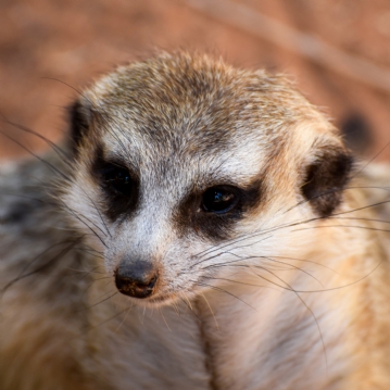 Meerkat Encounter Experience for Two