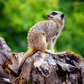 Meerkat Encounter Experience for Two