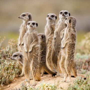 Meerkat Encounter Experience for Two