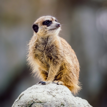 Meerkat Encounter Experience for Two