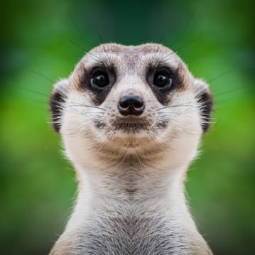 Meerkat slippers hotsell