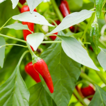 Chilli Tasting Experience For Two