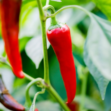 Chilli Tasting Experience For Two