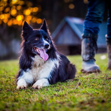 One Man & His Dog