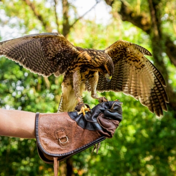 3 Hour Falconry Experience