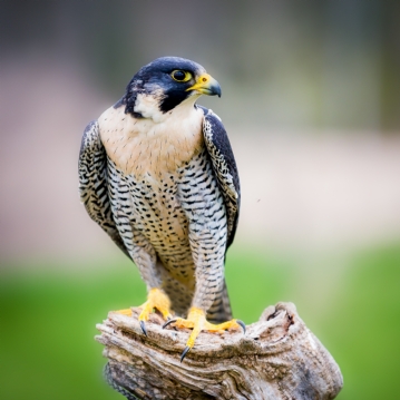 3 Hour Falconry Experience