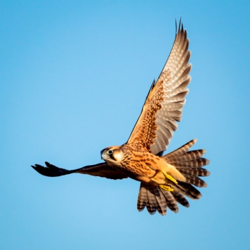 3 Hour Falconry Experience