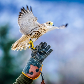 3 Hour Falconry Experience