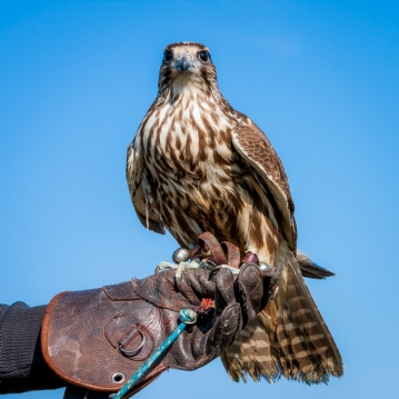 3 Hour Falconry Experience