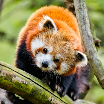 Family Entrance to Dudley Zoo
