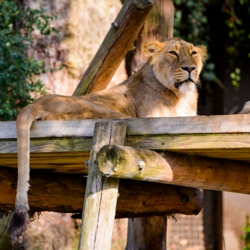 Family Entrance to Dudley Zoo