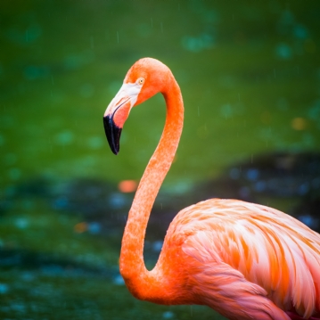 Family Entrance to Dudley Zoo