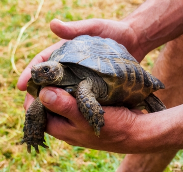 Animal Encounter