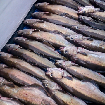 Full Day Deep Sea Fishing