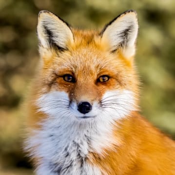 Fox Encounter for Two at Ark Wildlife Park