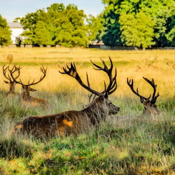 Hampton Court Palace Bike Tour for Two