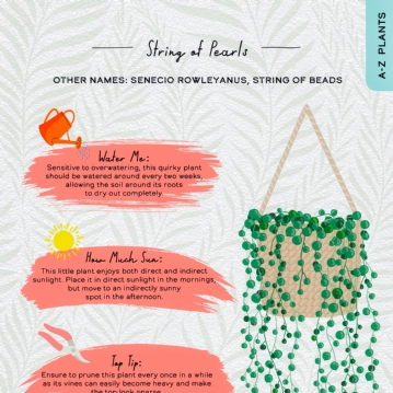 Please Don't Die: A Guide For Neglectful Houseplant Owners