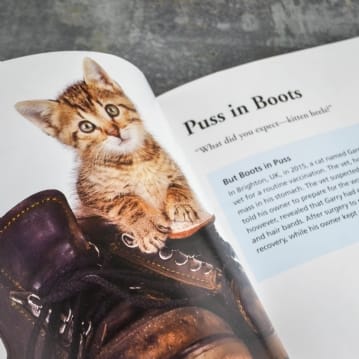 Cats Gone Bad Real Life Stories Book