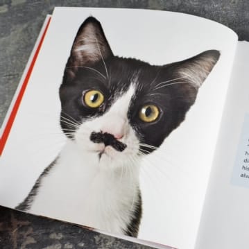 Cats Gone Bad Real Life Stories Book