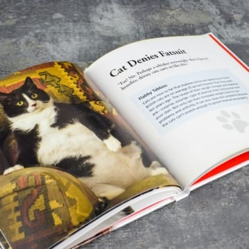 Cats Gone Bad Real Life Stories Book