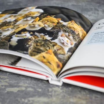 Cats Gone Bad Real Life Stories Book