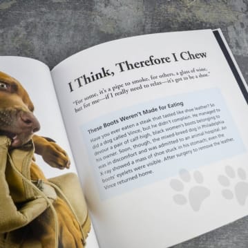 Dogs Gone Bad Real Life Stories Book