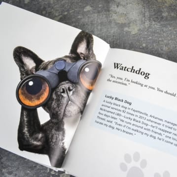 Bad best sale dog stories